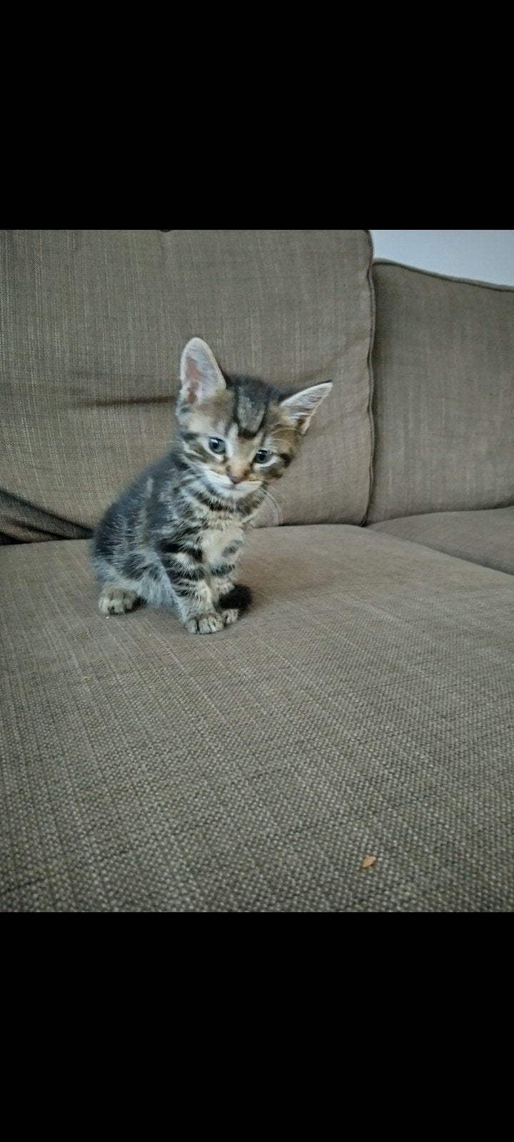 kittens