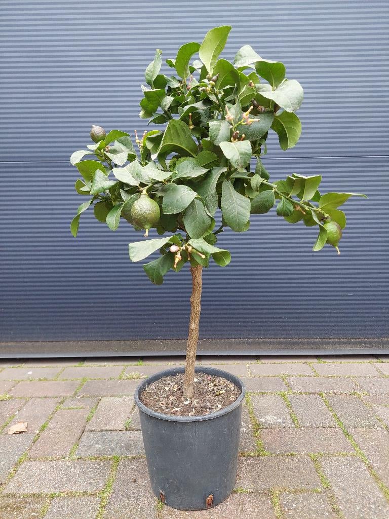 Citrus Lemon / Citrus Limon - Citroenboom H: 80 cm., Ophalen, Minder dan 100 cm, Volle zon, Citroenboom