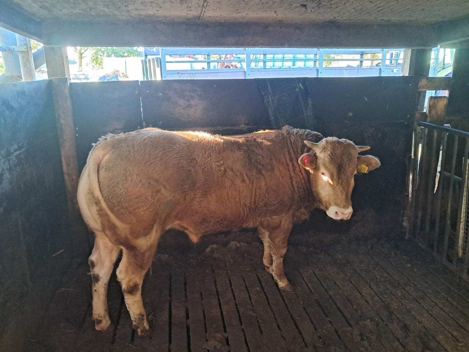 2 blonde aquitaine stieren, Dieren en Toebehoren, Mannelijk