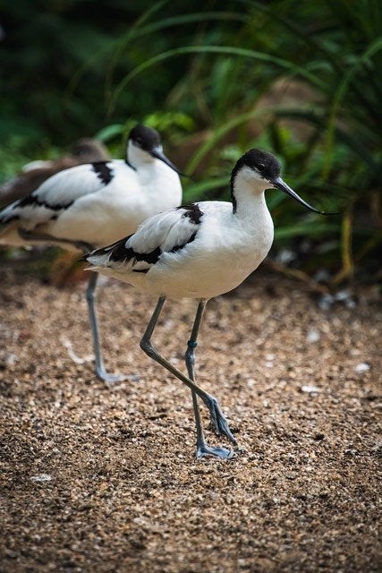 gezocht 2 koppels europese kluten, Dieren en Toebehoren, Meerdere dieren, Geringd