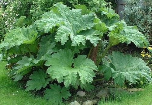 Jonge stek van de Gunnera manicata kan heel groot worden, Ophalen, Bodembedekkers, Vaste plant, Halfschaduw