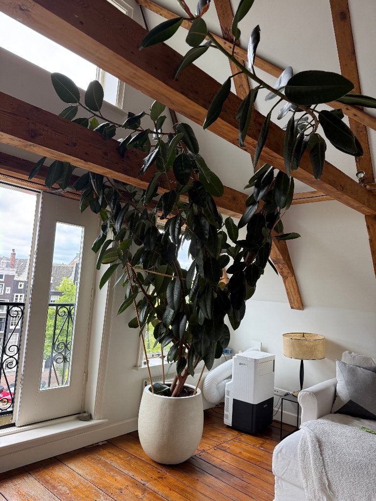Large Rubber Plant | Approx. 4m | Statement Piece, Tuin en Terras, Planten | Tuinplanten, Ophalen, Bloeit niet, Overige soorten