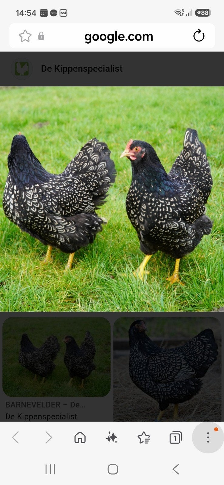 barnevelder kriel., Dieren en Toebehoren
