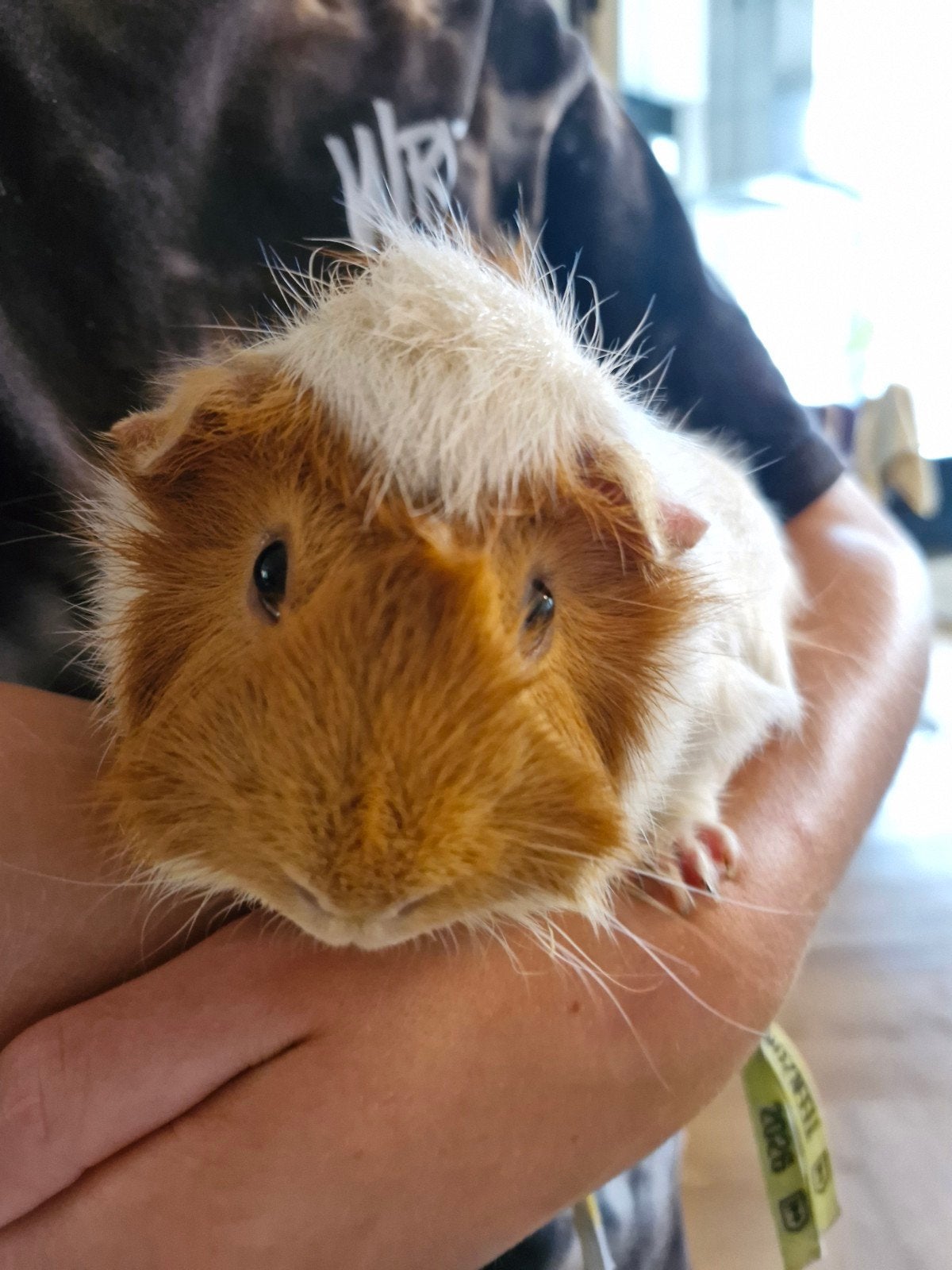 Twee  cavia's (zeugjes) te koop, Dieren en Toebehoren, Knaagdieren, Cavia, Vrouwelijk, November, Tam