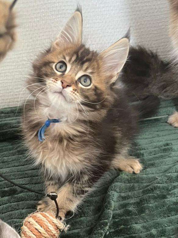 Black golden Maine Coon kitten met stamboom, Dieren en Toebehoren, Katten en Kittens | Raskatten | Langhaar, Poes, Met stamboom