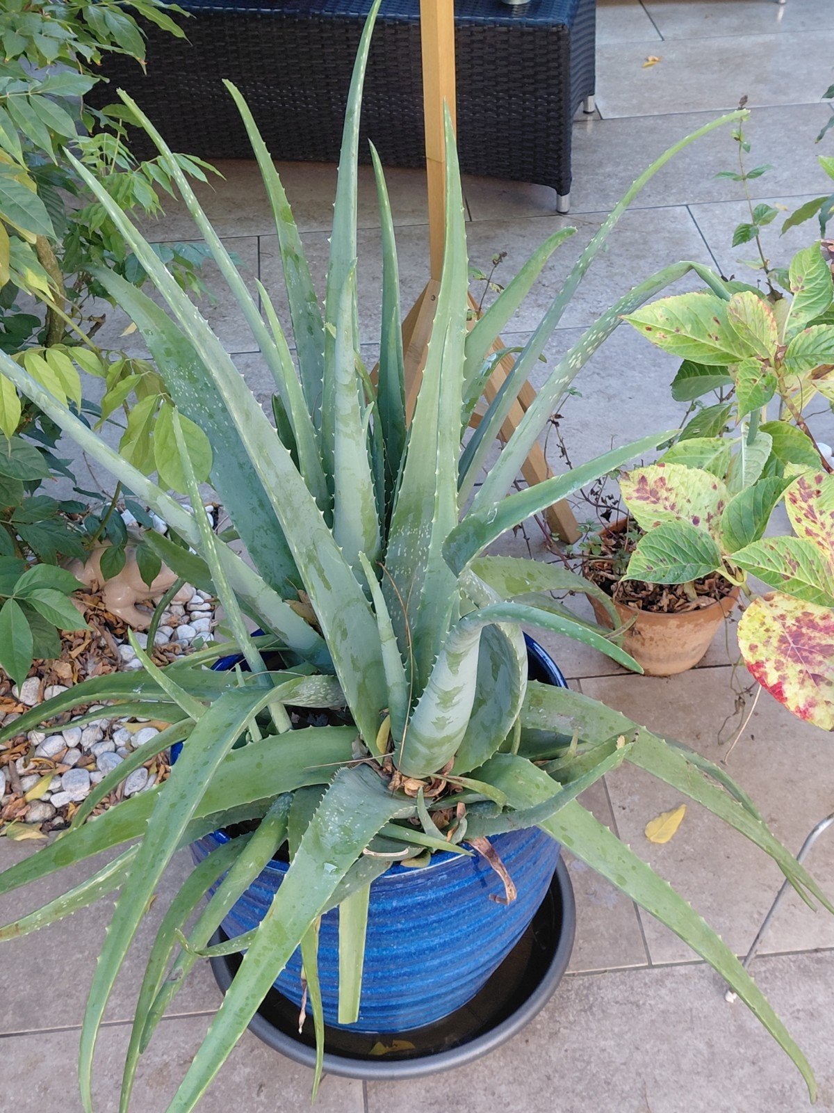 Aloe Vera planten, Ophalen, Vaste plant, Kruiden