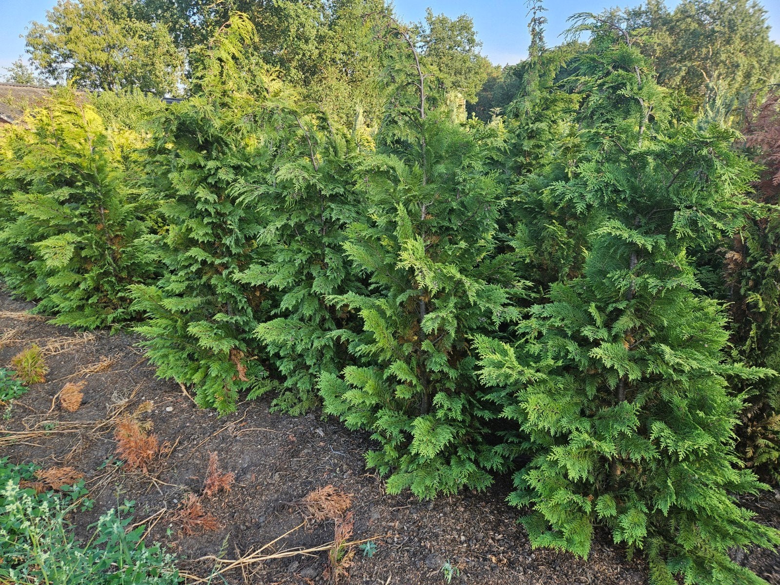 Gele coniferen chamaecyparis l. Stardust tot 200cm hoog, Ophalen, Conifeer, 100 tot 250 cm