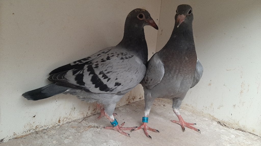 koppel jongen, Dieren en Toebehoren, Vogels | Duiven, Geslacht onbekend, Postduif