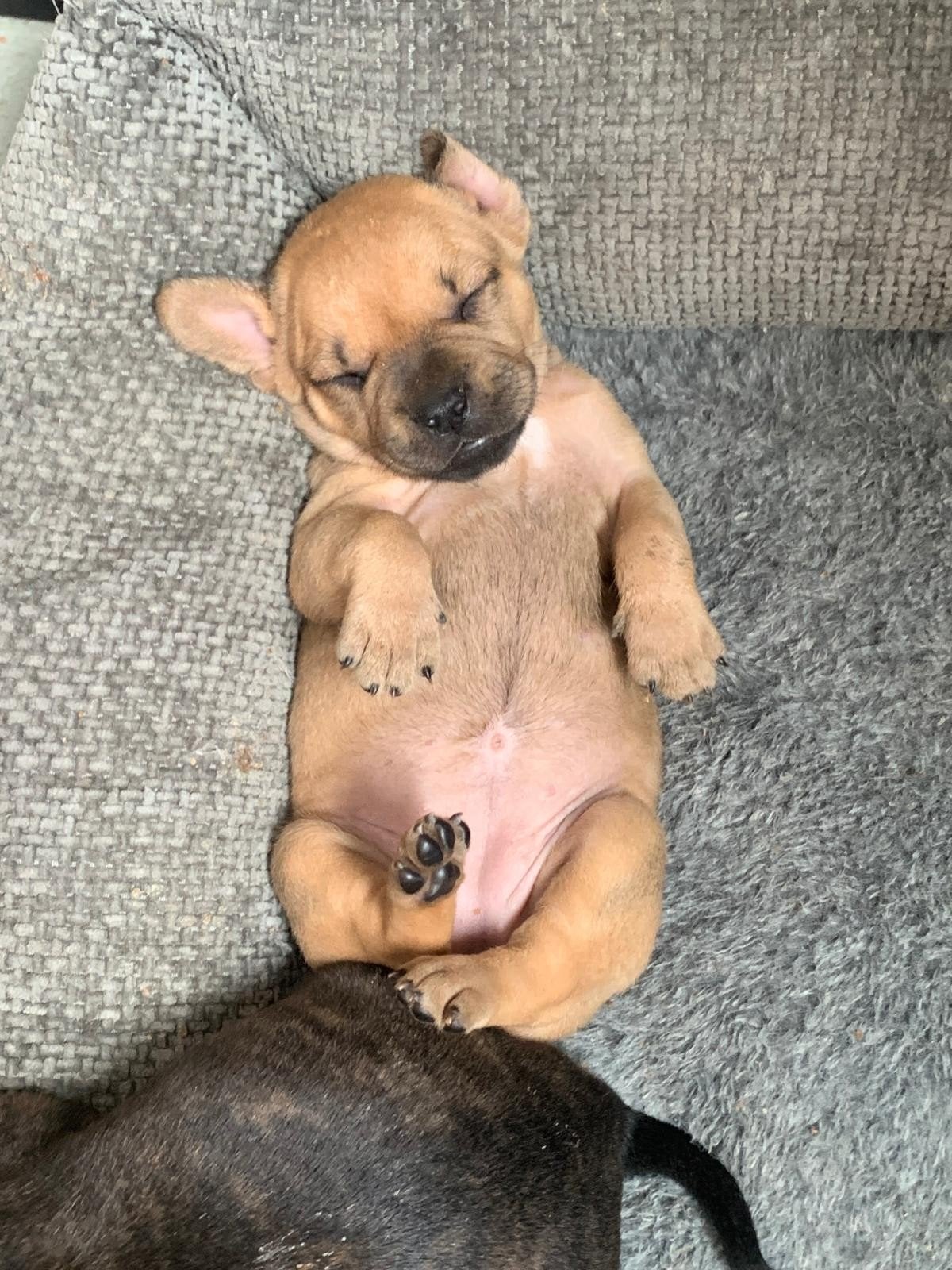 Mooie kruising fransebull/American bull, 8 tot 15 weken, Parvo, Meerdere, Meerdere dieren
