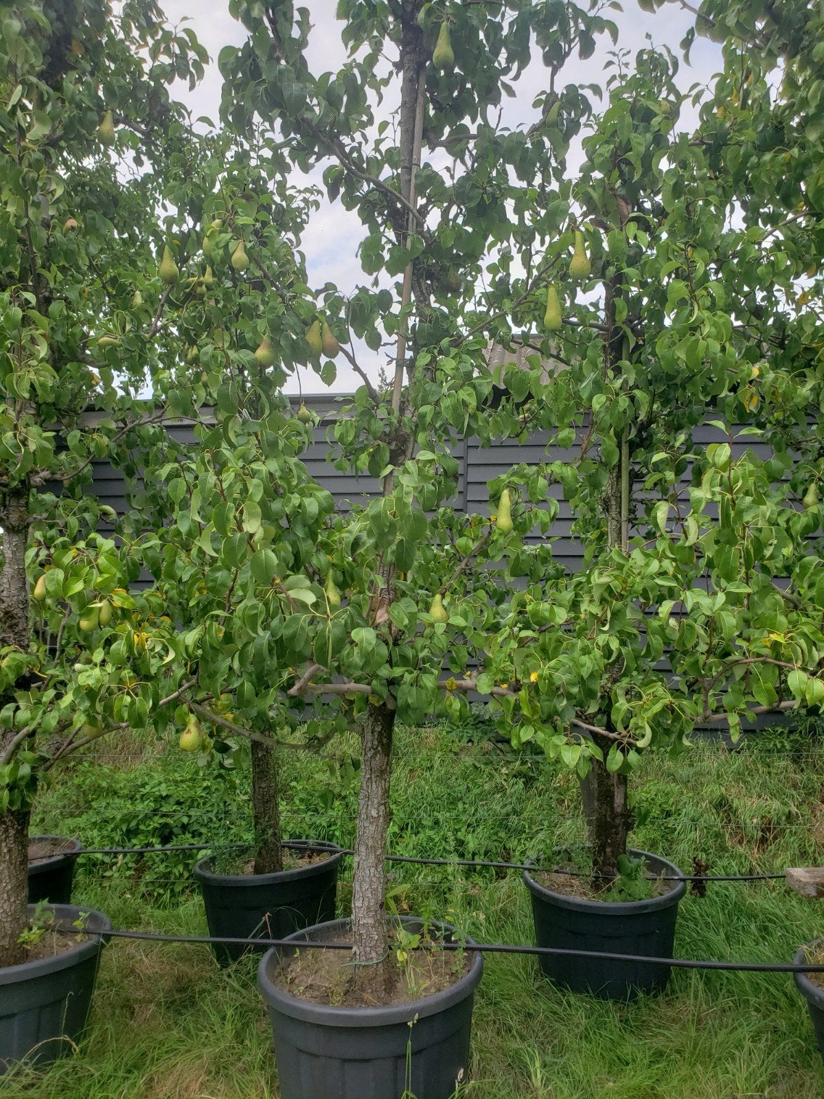 Perenboom oude fruitbomen, Lente, Volle zon, Ophalen of Verzenden, 100 tot 250 cm