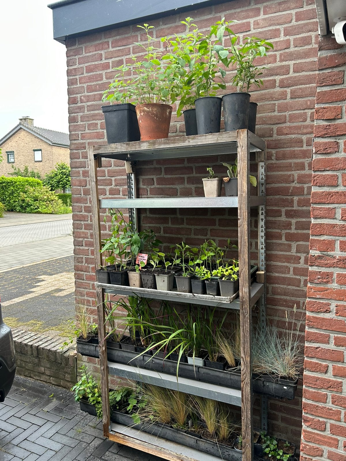 Kruiden, snackkomkommers, pepers, paprika’s, vijgen, etc., Vaste plant, Halfschaduw, Zomer, Ophalen