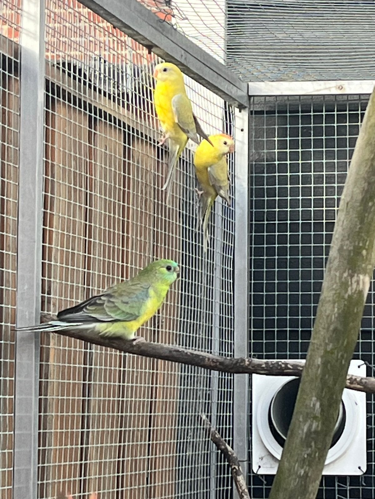 Roodrugparkieten wildkleur en lutino, Meerdere dieren