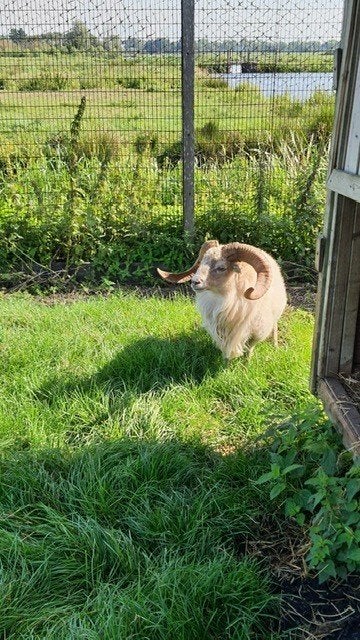 Dekram Ouessantschaap huren | Verschillende dieren, Dieren en Toebehoren, Mannelijk, Schaap