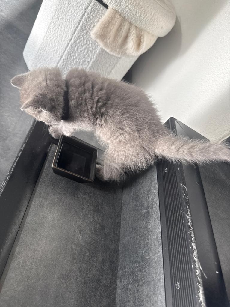 Kitten, Kater, Kortharig, 0 tot 2 jaar
