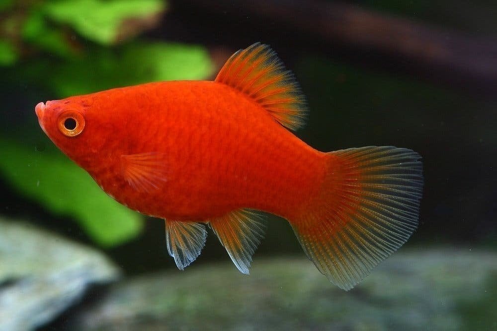 Molly, platy, zwaarddrager, ze zijn levendbarend, Vis