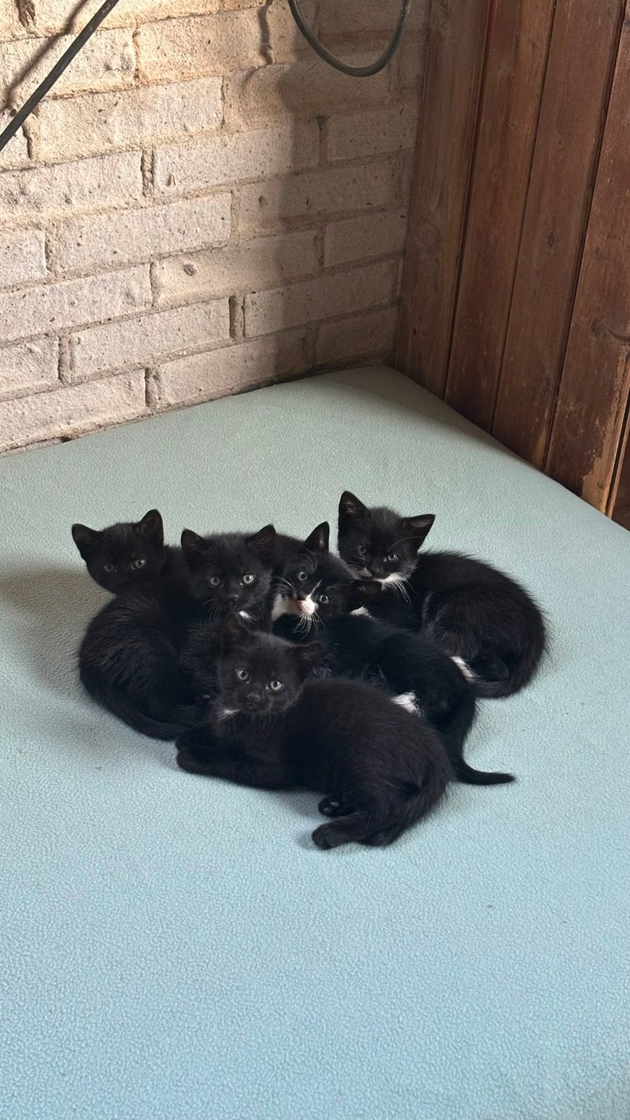 5 lieve boederij kittens, Dieren en Toebehoren, Katten en Kittens | Overige Katten, Meerdere dieren, Kortharig, 0 tot 2 jaar