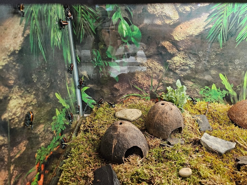 Phyllobates Vittatus Gestreepte pijlgifkikker, Dieren en Toebehoren, Amfibie, 0 tot 2 jaar
