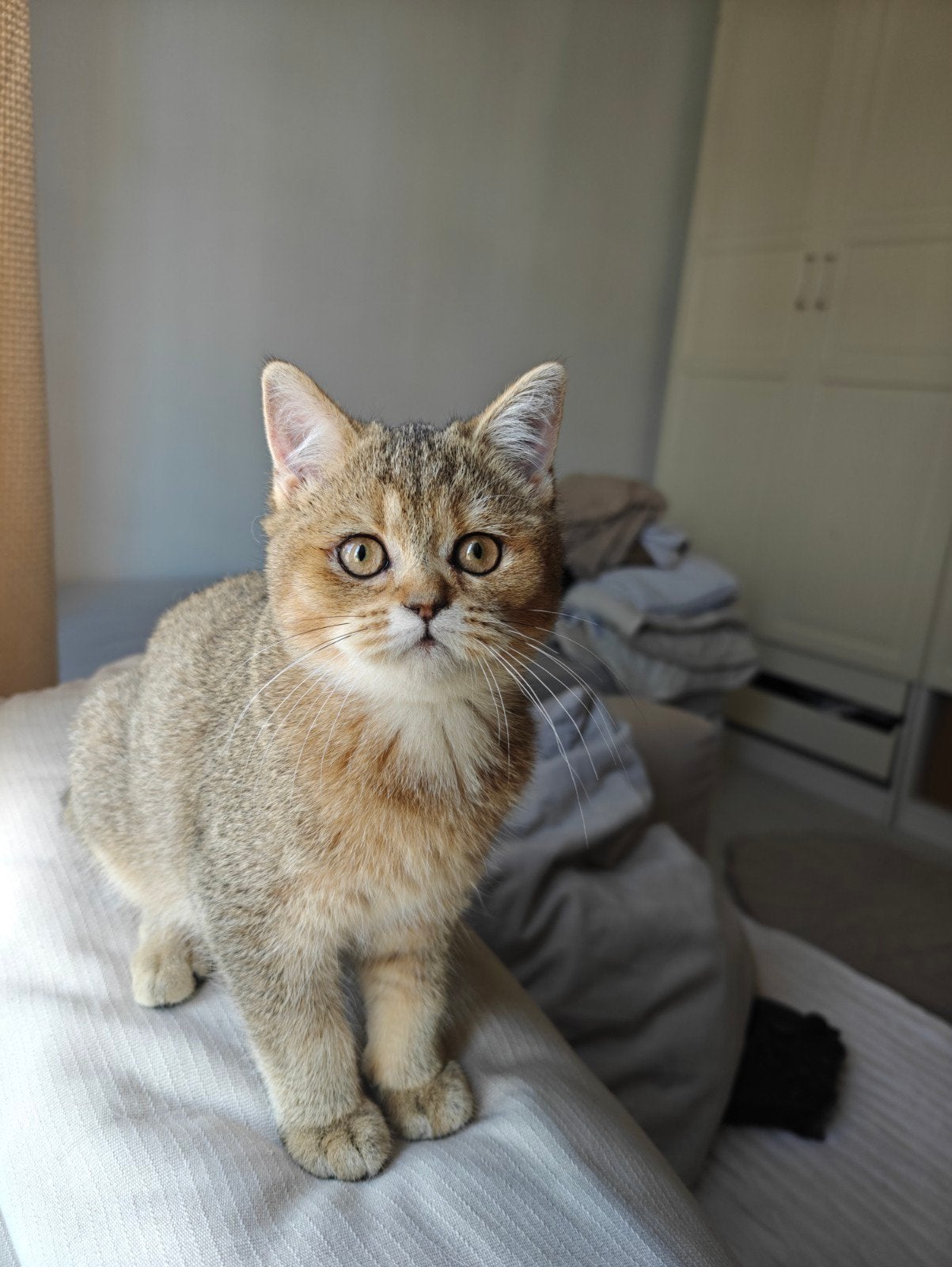 Prachtige British Shorthair kittens – 4 maanden –