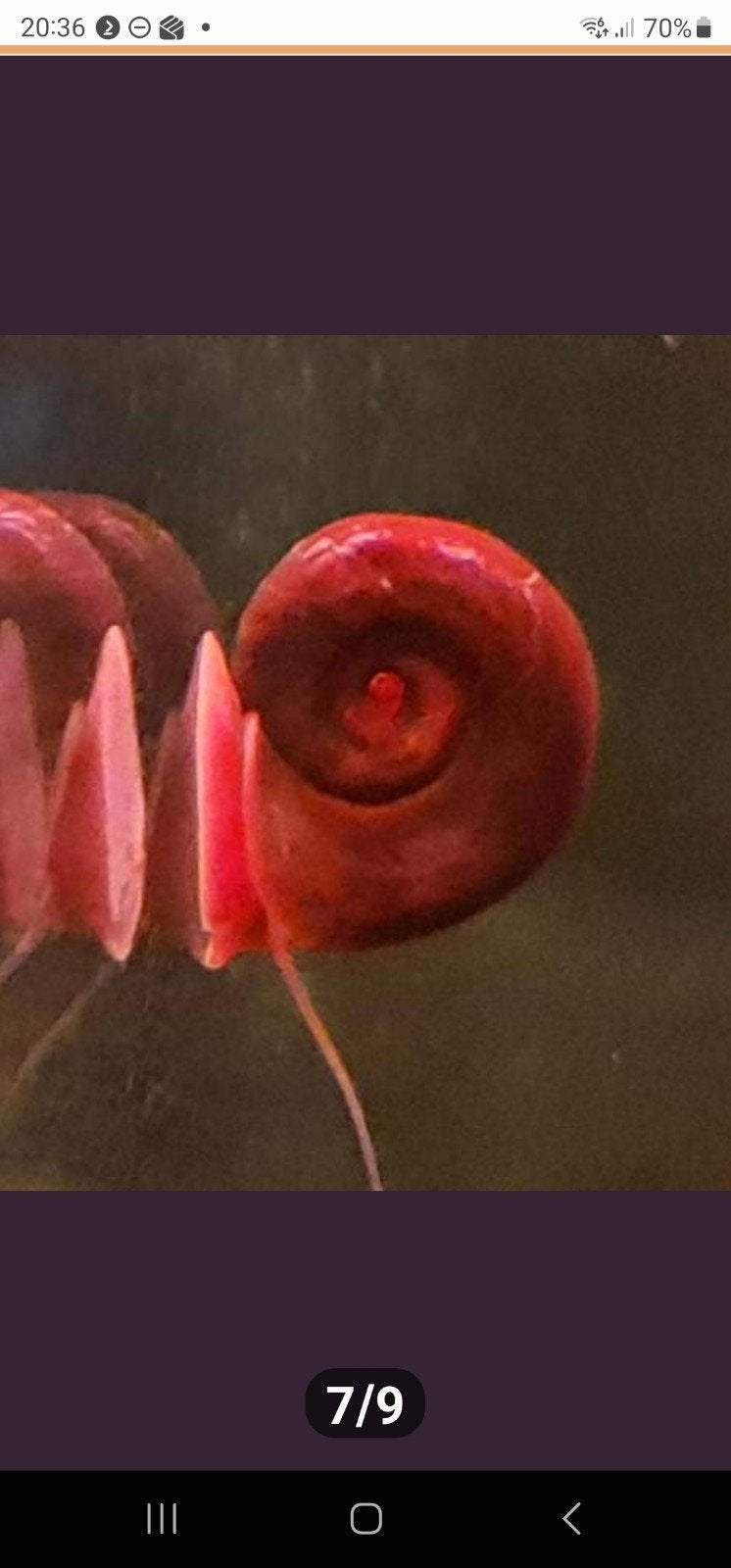 Posthoornslakken Goede Draadalgeters / Algeneters 3 voor 1,-, Dieren en Toebehoren, Vissen | Aquariumvissen, Vis