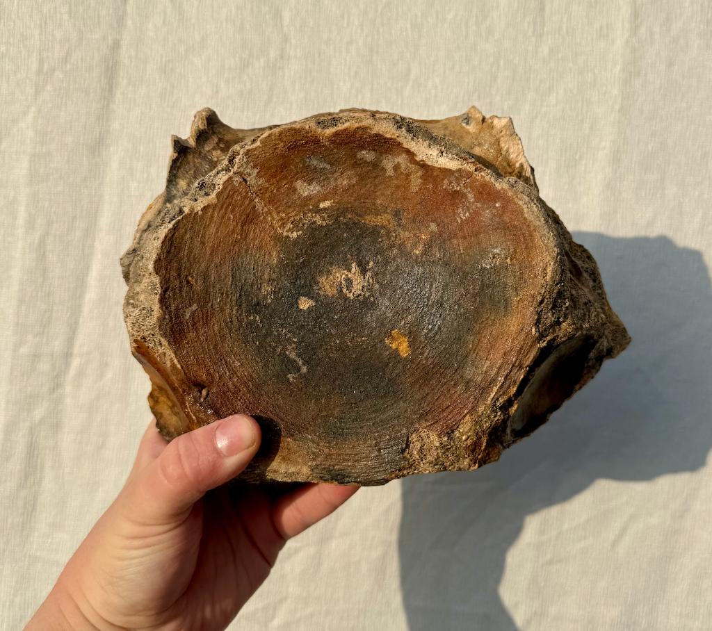 Wervel Mammoet Noordzee, Verzamelen, Mineralen en Fossielen, Ophalen of Verzenden, Fossiel