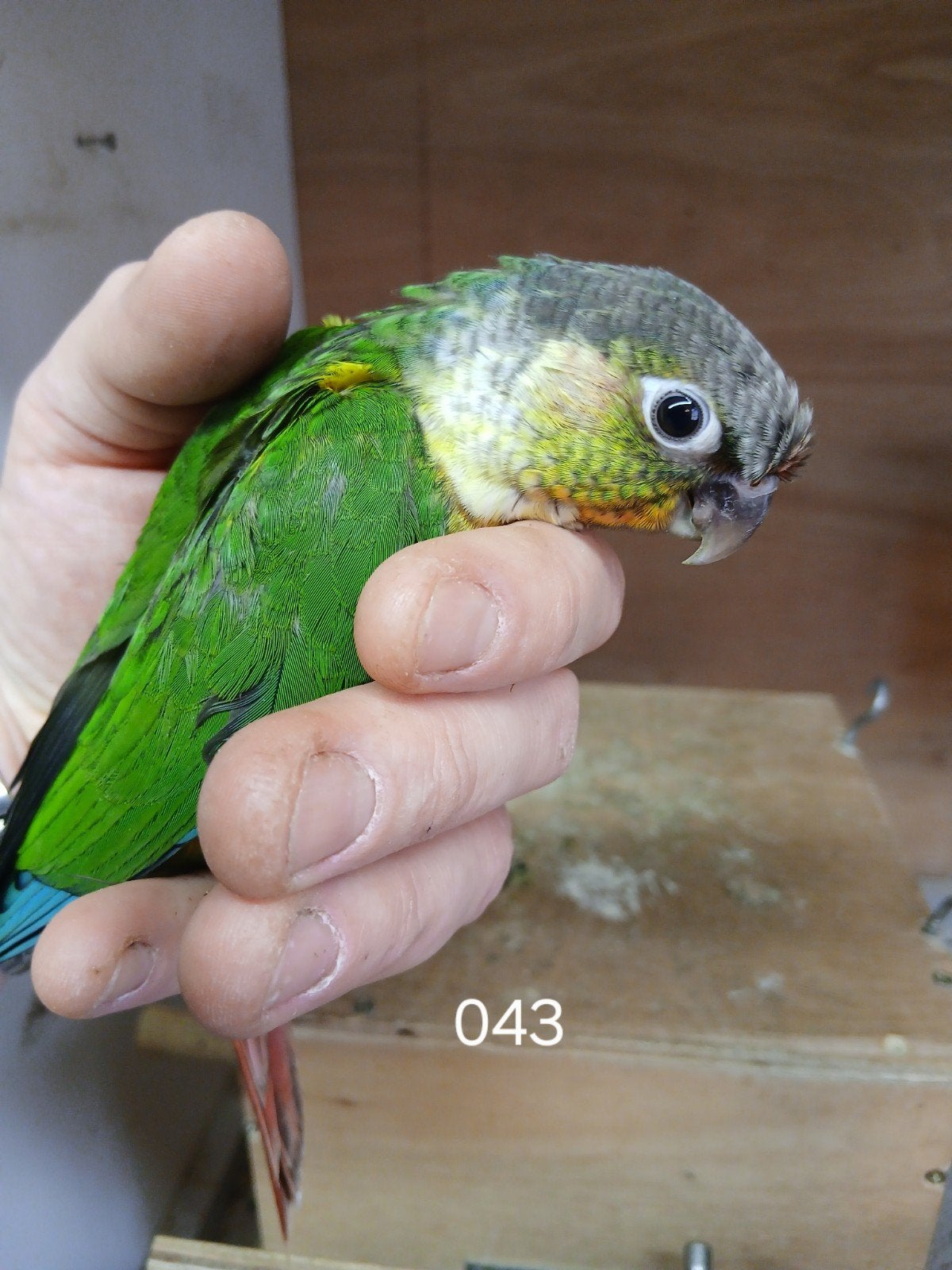 1x handtamme pyrrhura opaline, Dieren en Toebehoren, Vogels | Parkieten en Papegaaien, Vrouwelijk, Parkiet