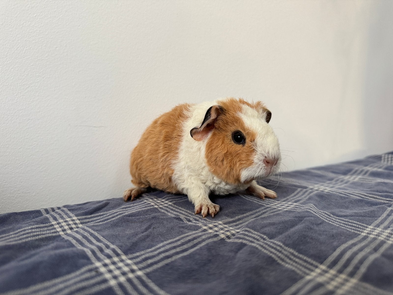Lief beertje Jesse, Dieren en Toebehoren, Knaagdieren, Juli, Mannelijk, Cavia