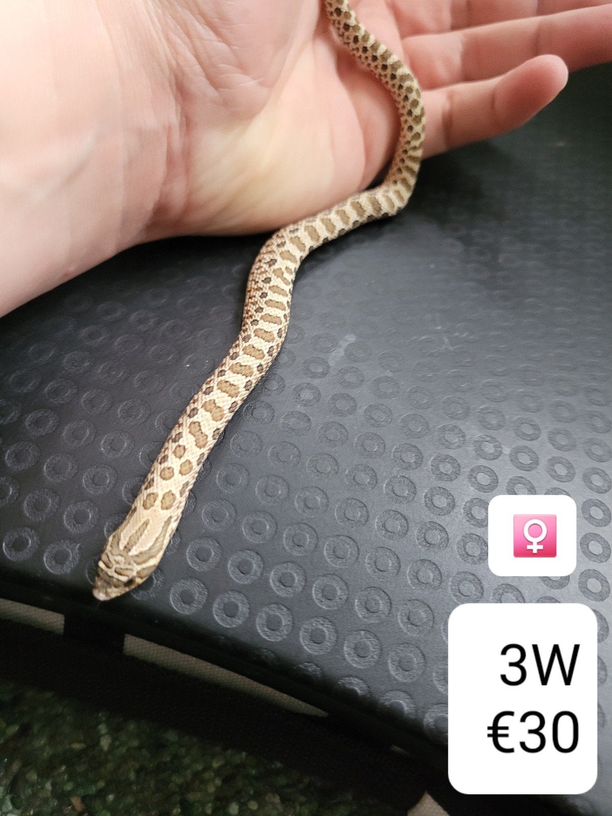Heterodon Nasicus - Haakneusslang Hognose Snake photo 4