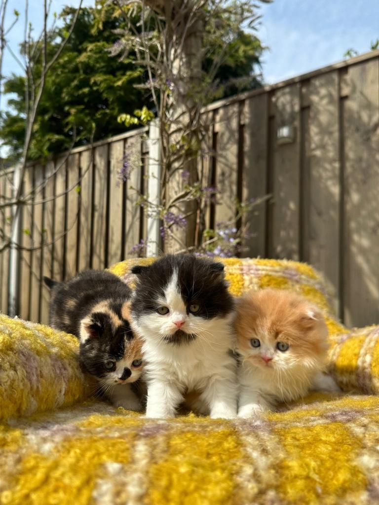 British Shorthair& Longhair Kittens – Champion Bloodline, Dieren en Toebehoren, Katten en Kittens | Raskatten | Langhaar, Meerdere dieren