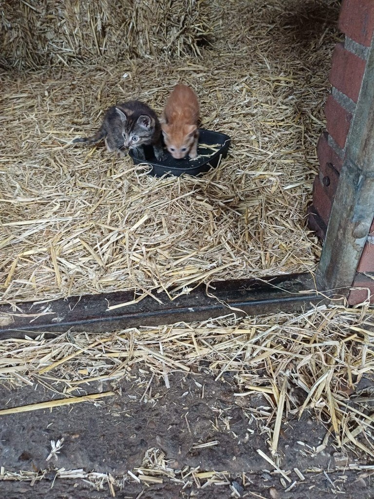 Boerderij kittens, Meerdere dieren, 0 tot 2 jaar