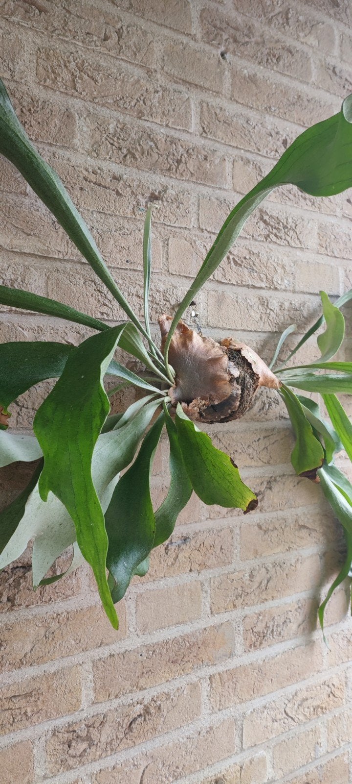 Hertshoornvaren kokedama, Ophalen, Overige soorten, Halfschaduw, Minder dan 100 cm