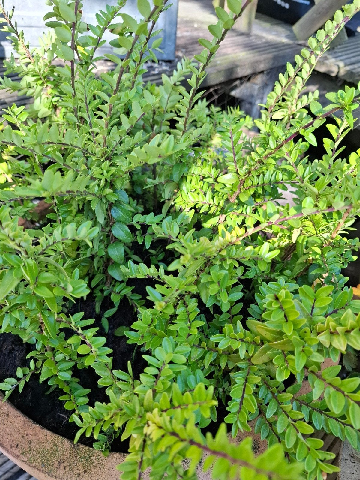 Lonicera stekken, Ophalen of Verzenden, Buxus, Minder dan 100 cm