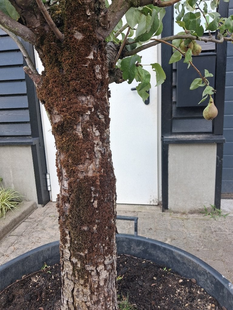 Karakteristieke oude perenboom Conference, Lente, Volle zon, Ophalen of Verzenden, 100 tot 250 cm