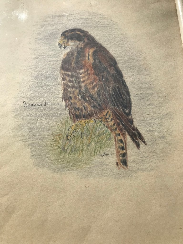 tekening roofvogel buizerd buzzard 91, Ophalen of Verzenden, Tekening, Potloodtekening, Handgemaakt