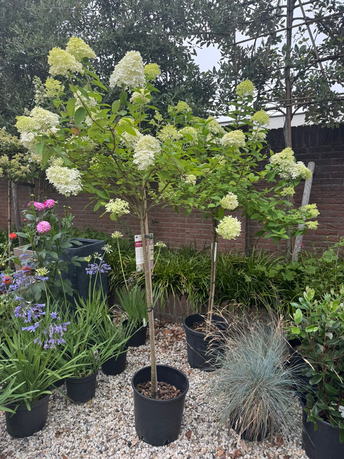 Pluimhortensia op stam, 180 cm . 2 stuks verkrijgbaar.., Ophalen, Zomer, Volle zon, 100 tot 250 cm