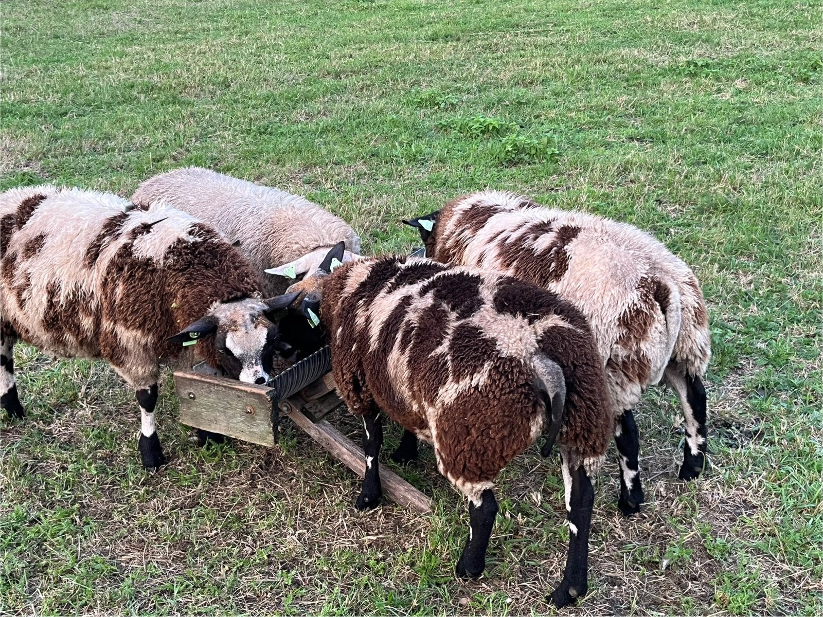 Leuke bonte dekrammen, Dieren en Toebehoren, Schapen, Geiten en Varkens, Mannelijk, Schaap, 0 tot 2 jaar