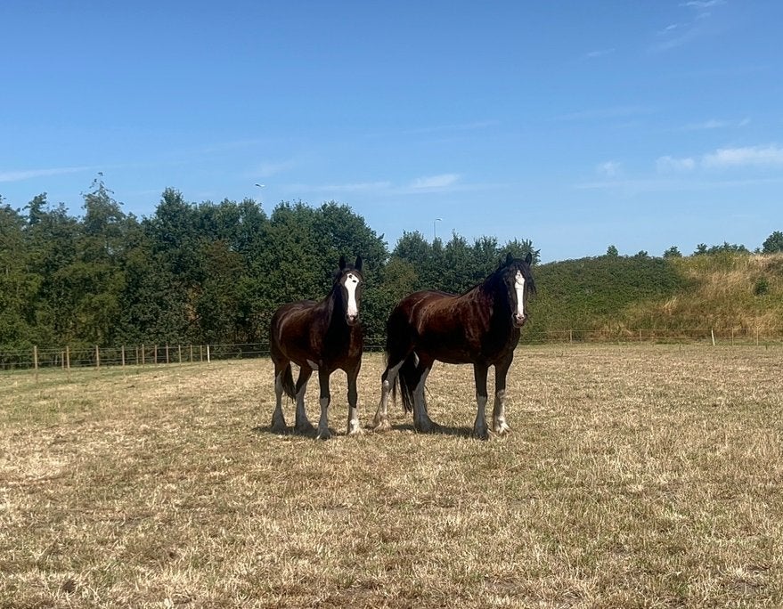 2x 7 jarige Shire te koop! Merrie+Ruin, Ruin, Onbeleerd, Recreatiepaard, 7 tot 10 jaar