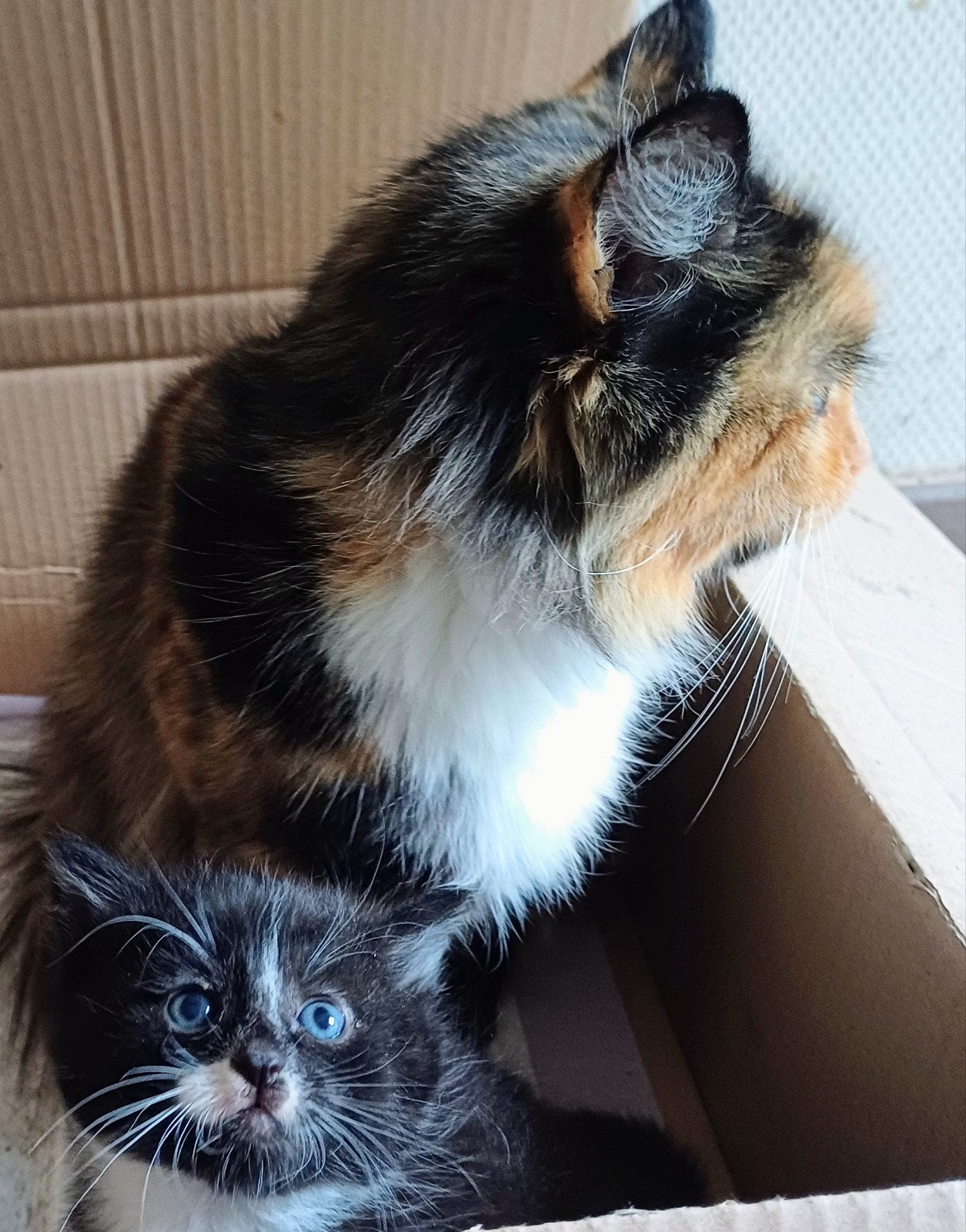 ❤️zeer lieve maincoonkittens, Dieren en Toebehoren, Poes, Ontwormd