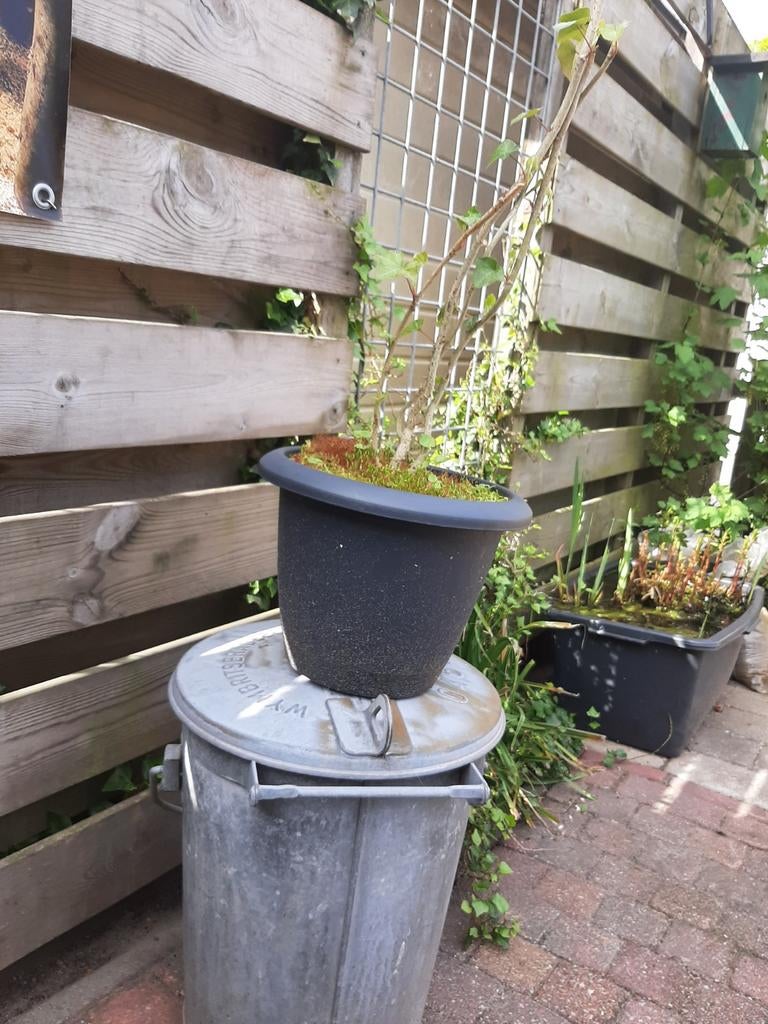 GRATIS af te halen; klimop in zwarte kunststof bloempot, Ophalen, Vaste plant, Bloeit niet, Halfschaduw