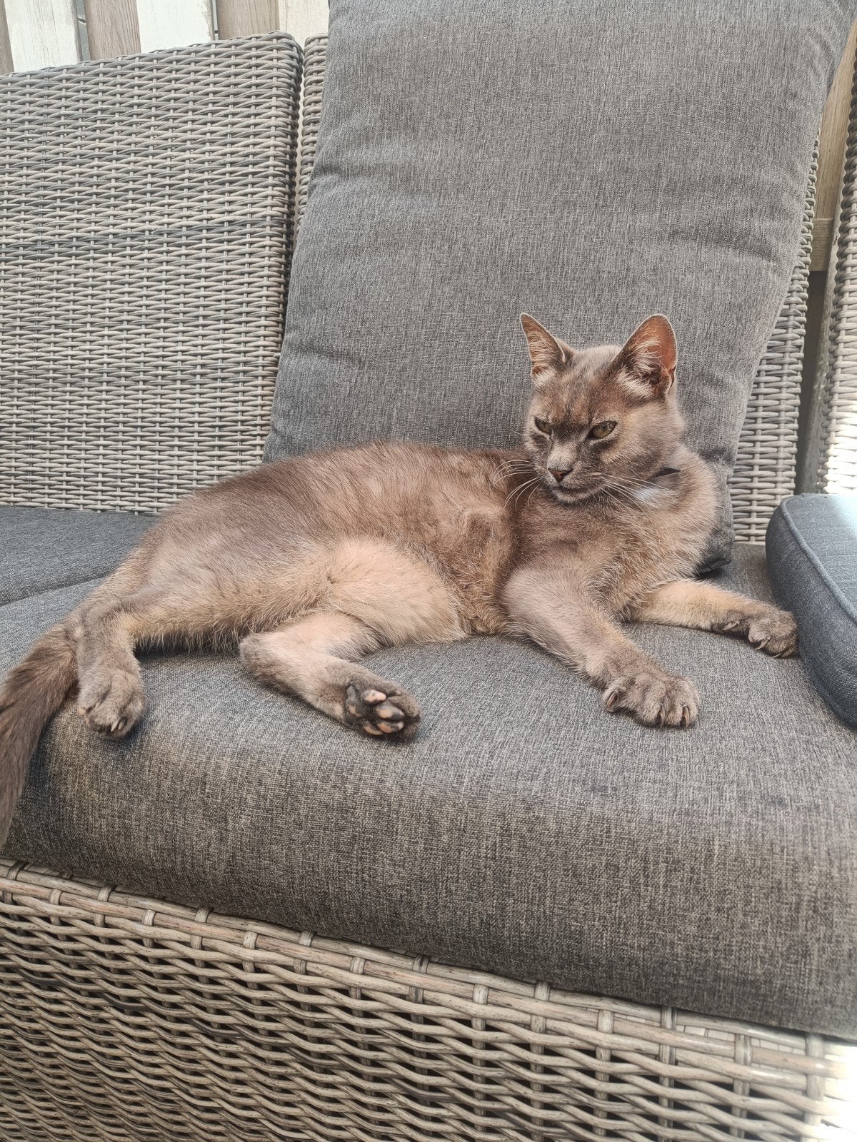 Guus, 11 jaar, zoekt een nieuw baasje, Kater, 6 jaar of ouder