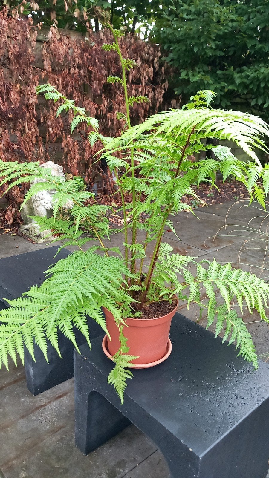 boomvaren Cyathea cooperi, Ophalen, Bloeit niet, Overige soorten, Halfschaduw