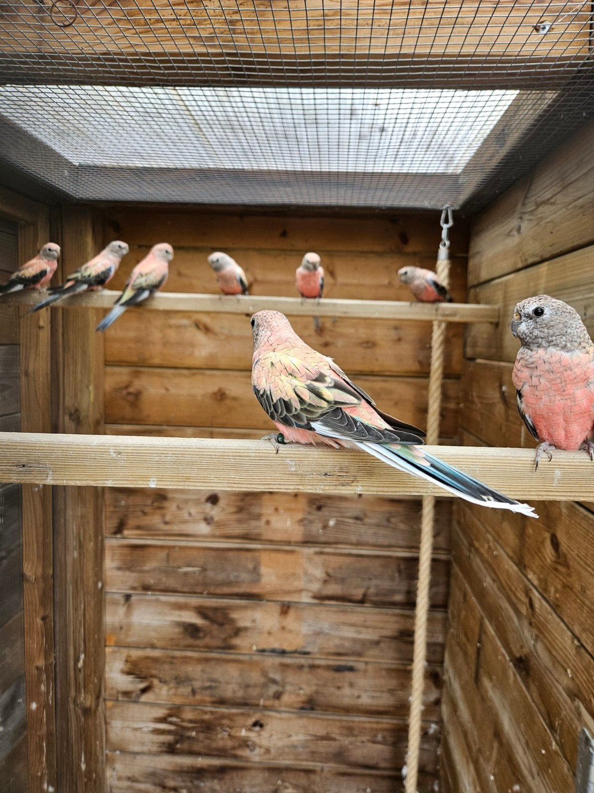 bourkes parkieten, Dieren en Toebehoren, Vogels | Parkieten en Papegaaien, Meerdere dieren, Parkiet, Geringd