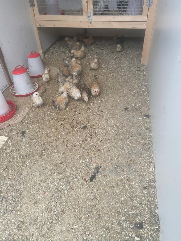 Serama, Dieren en Toebehoren, Meerdere dieren, Kip