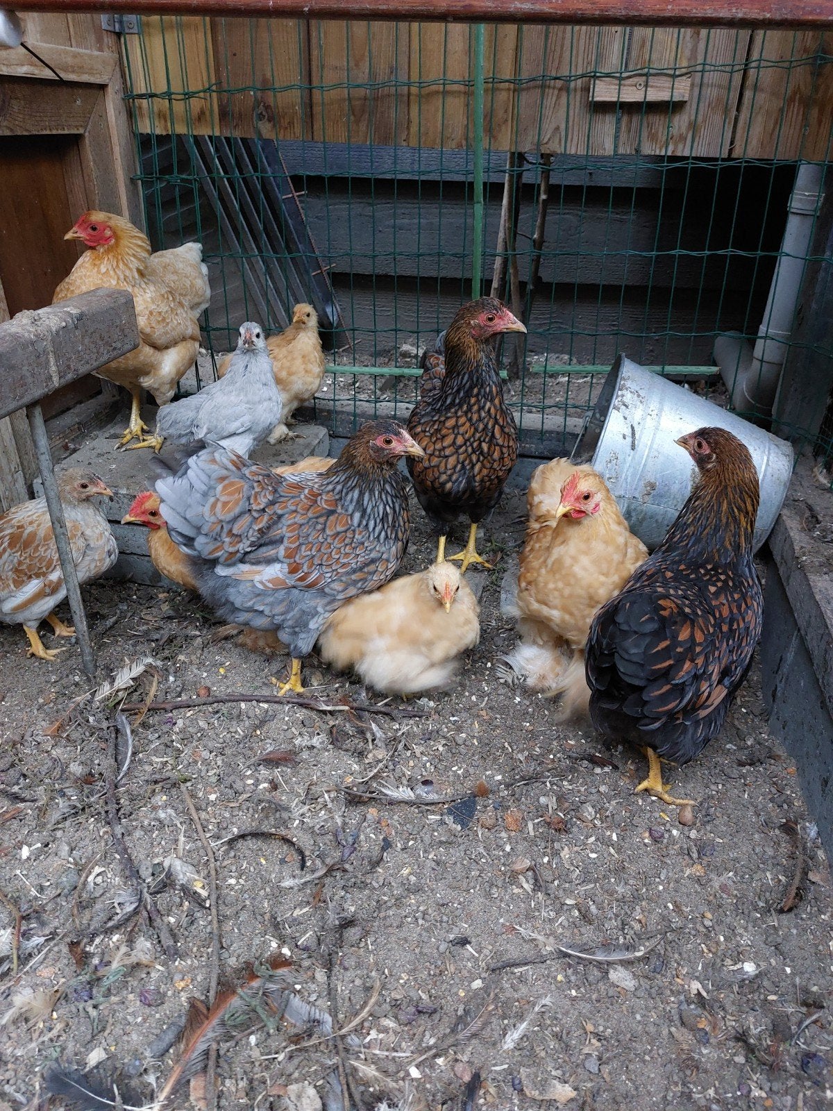 Wyandotte kriel gezoomd hennen, Dieren en Toebehoren, Vrouwelijk, Kip