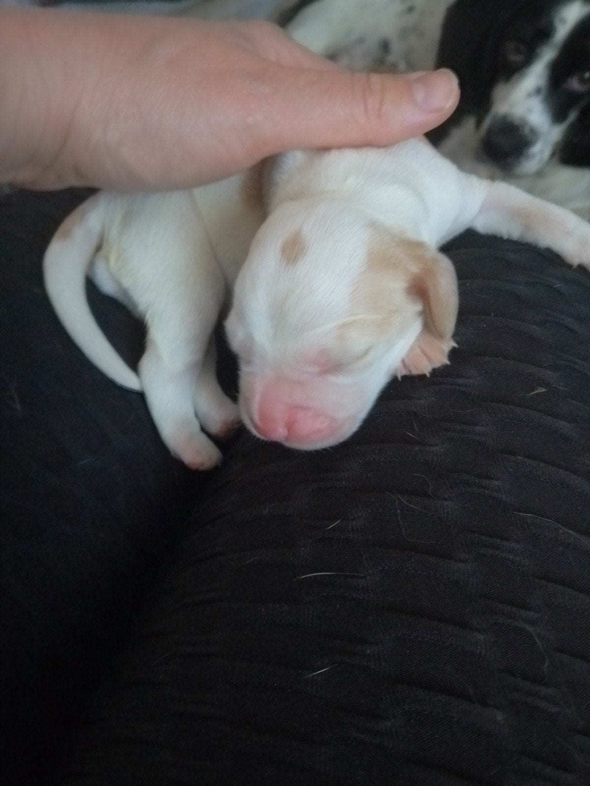 Prachtig nestje pups in goede gezondheid !, 8 tot 15 weken, Meerdere, Meerdere dieren, Spaniël