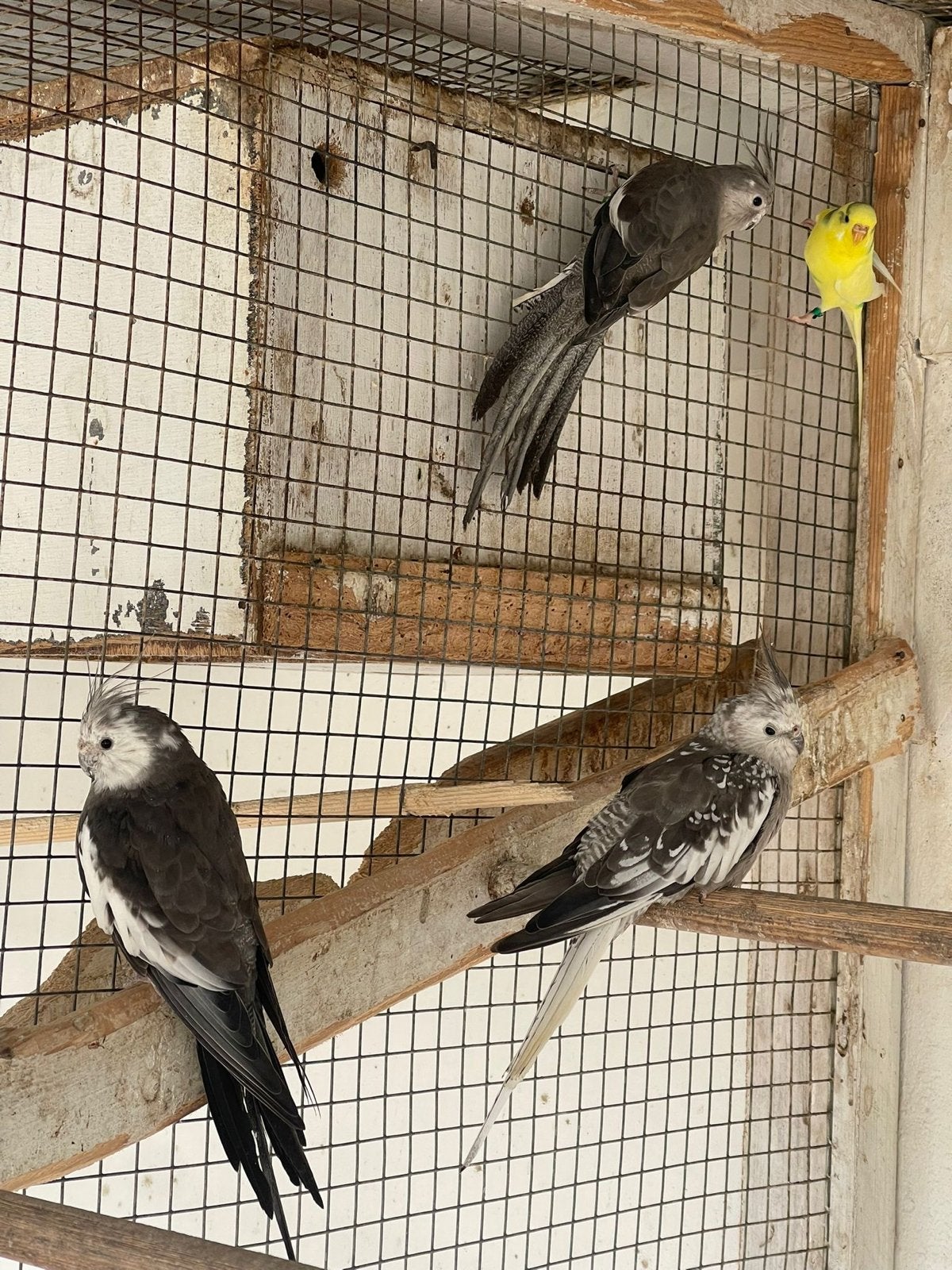 Valkparkieten, vogels, Meerdere dieren, Parkiet