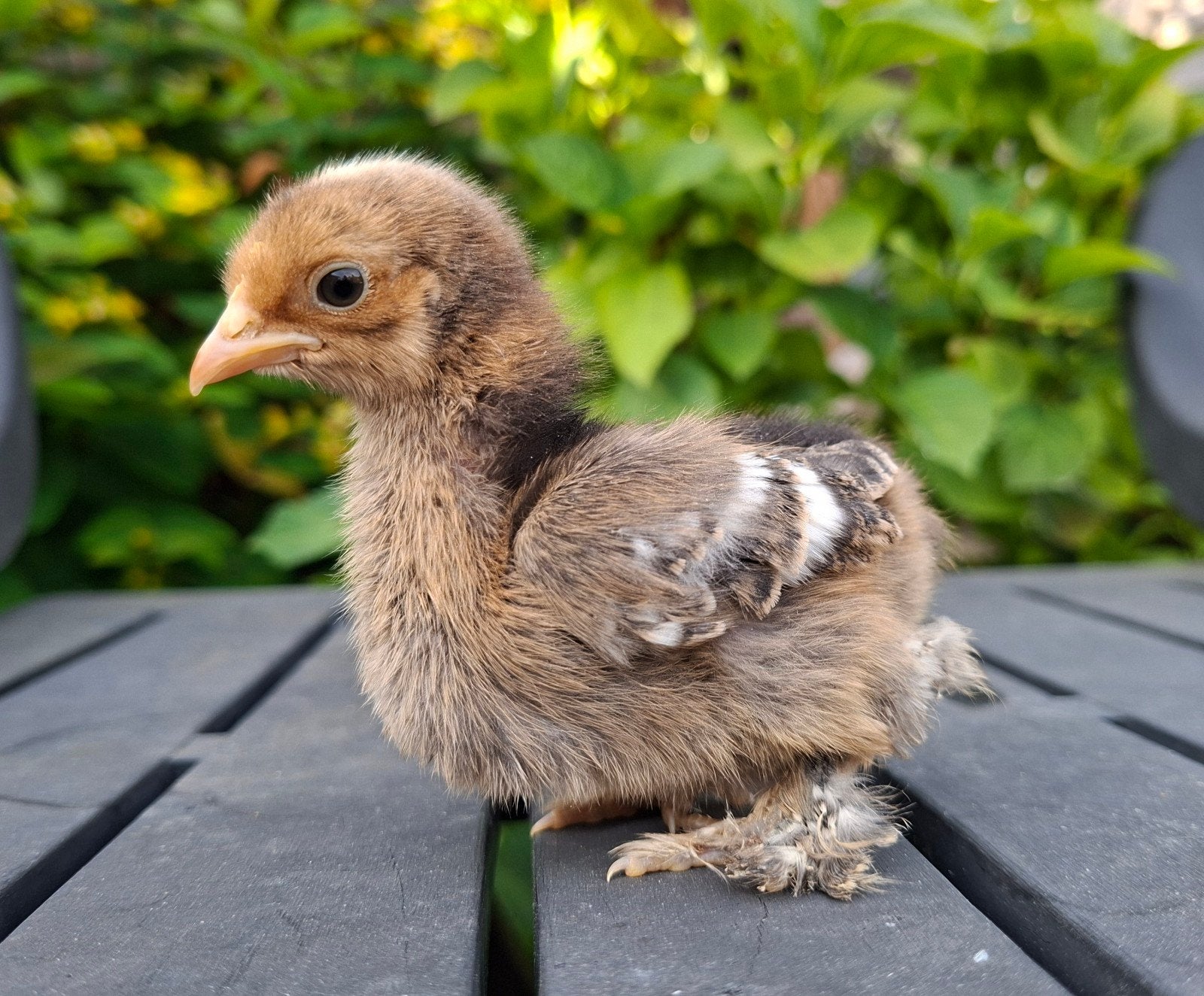 Cochin kriel gesexst hennetjes,  kuikens hen, Vrouwelijk, Kip