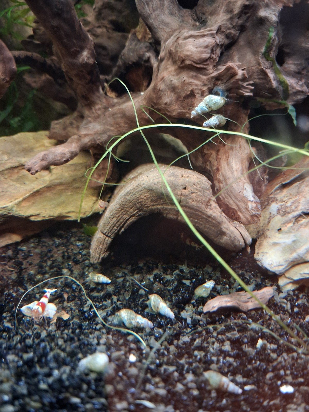 Torenslak Melanoides tuberculata, Dieren en Toebehoren, Slak of Weekdier, Zoetwatervis