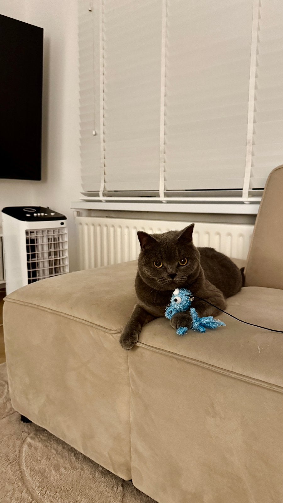 Britse korthaar 3 jaar zoekt liefdevol huisje, Dieren en Toebehoren, Katten en Kittens | Overige Katten, Kater, Kortharig, 3 tot 5 jaar