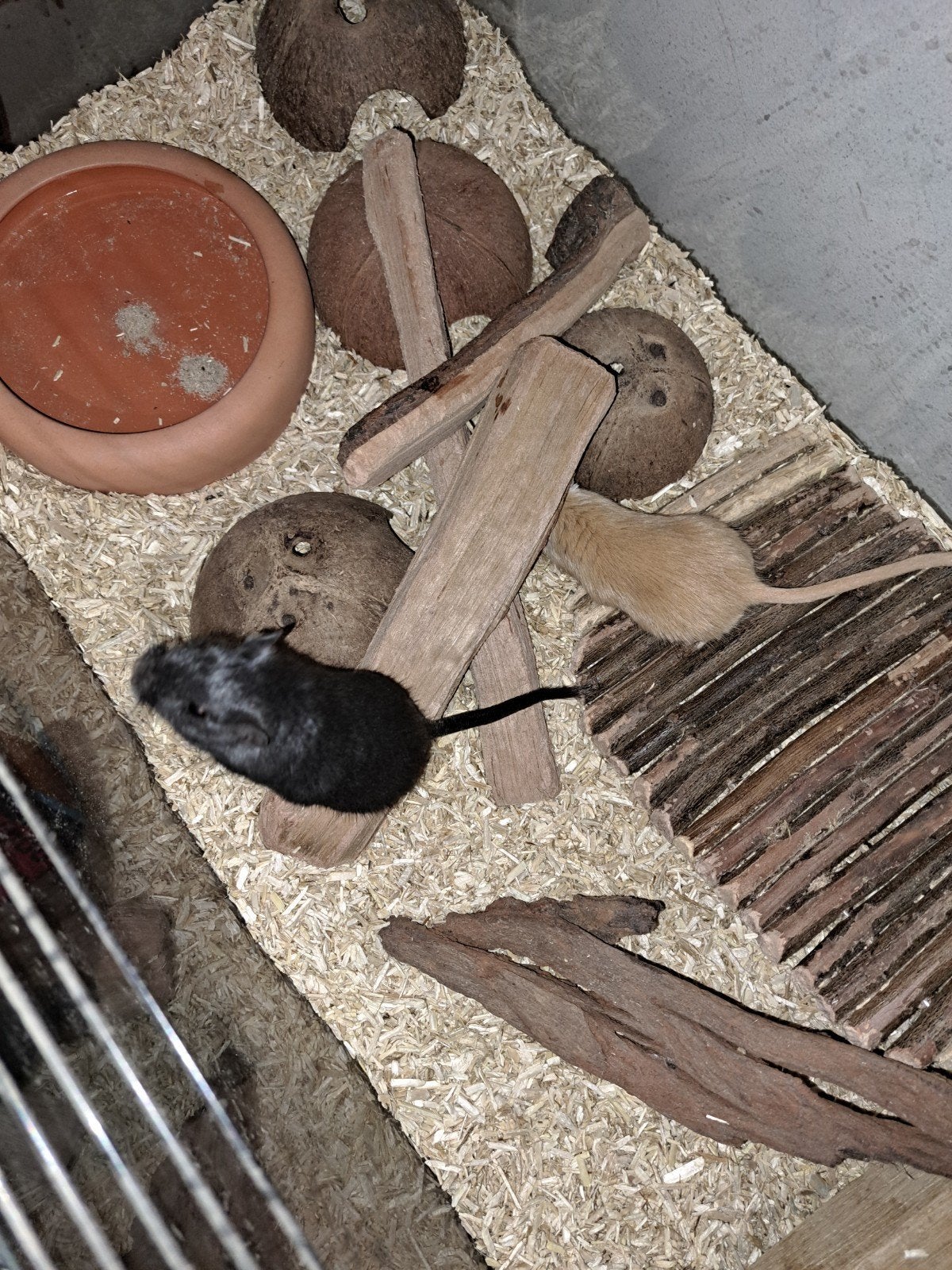 gerbils en hok, Dieren en Toebehoren, Januari, Vrouwelijk, Rat