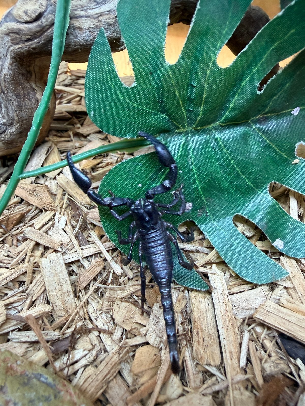 Heterometrus spinifer, Dieren en Toebehoren, Insecten en Spinnen, Spin of Schorpioen